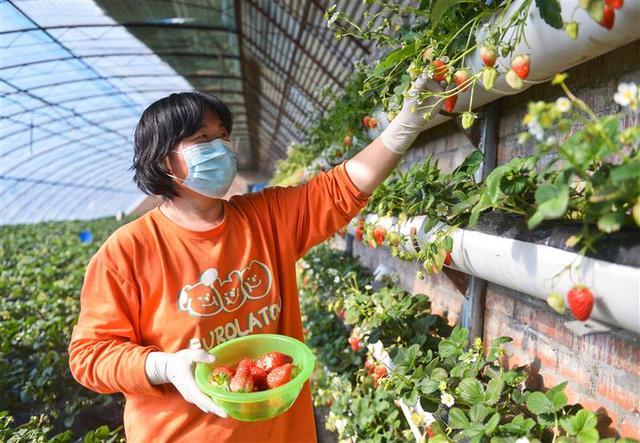 北京市昌平区兴寿镇乡都草莓种植园的生态草莓迎来销售旺季